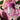 Urban Care Pink Allure Hair Perfume 50ml - Long-Lasting Fragrance with Provitamin B5 Urban Care Pink Allure Hair Perfume - Long-Lasting & Nourishing hair perfume, scented hair care, long-lasting hair fragrance, Provitamin B5 hair care, fragrant hair products, hair fragrance, luxury hair care, nourishing hair perfume, jasmine hair scent, amber hair fragrance, cedar hair perfume, healthy hair products
